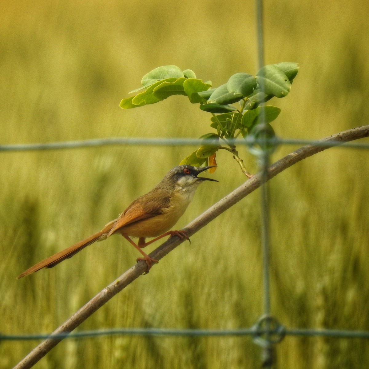 Ashy Prinia - ML632478964