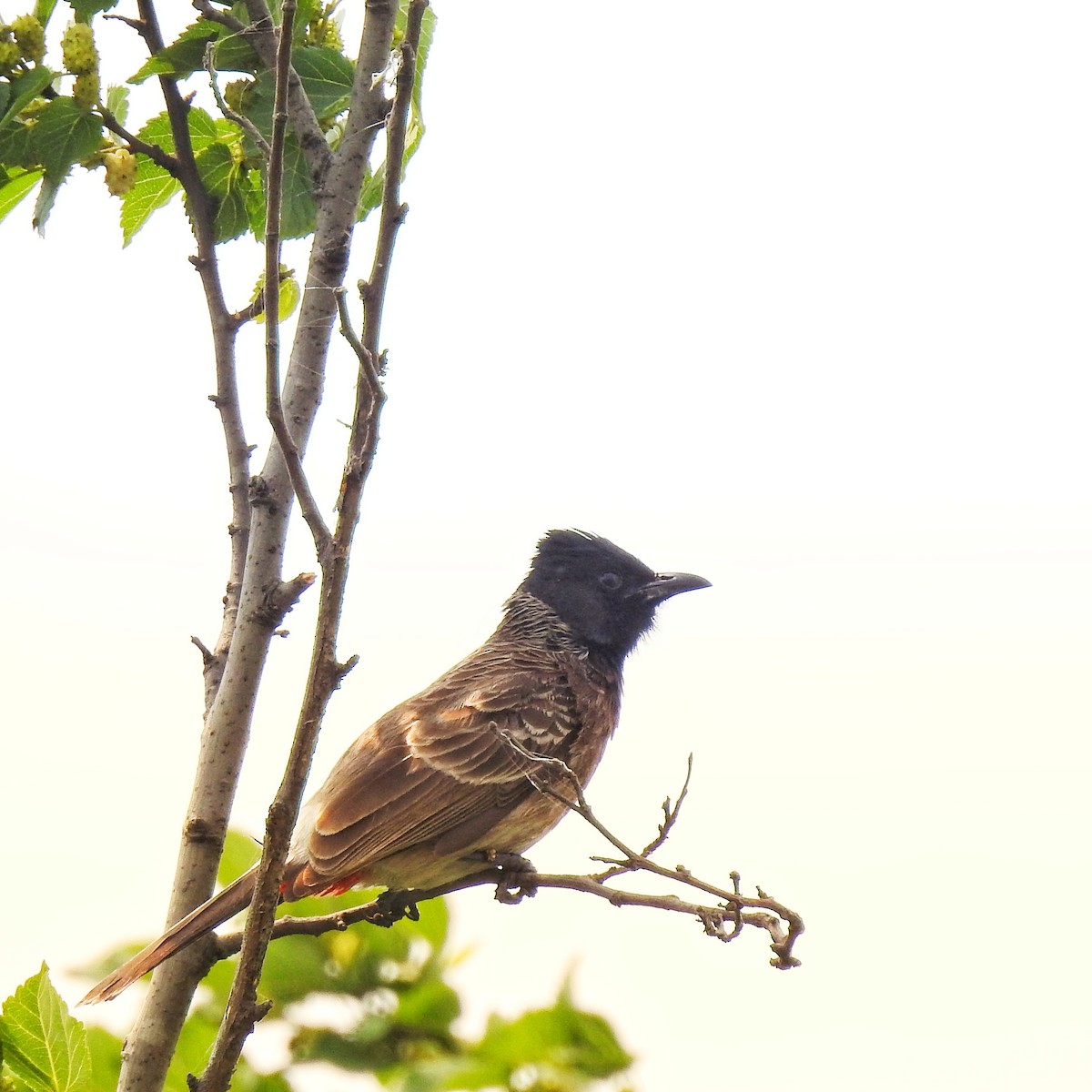 bulbul šupinkový - ML632478966