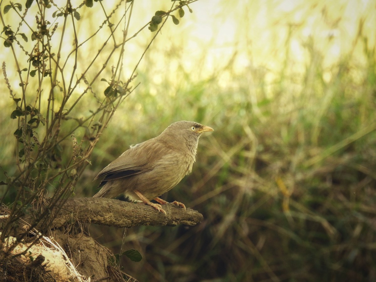 Jungle Babbler - ML632478970
