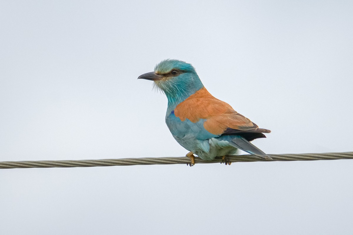 European Roller - ML632478971