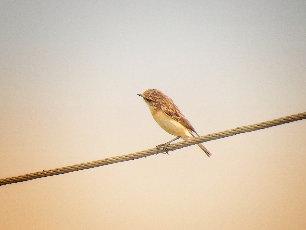 bramborníček černobílý - ML632478973