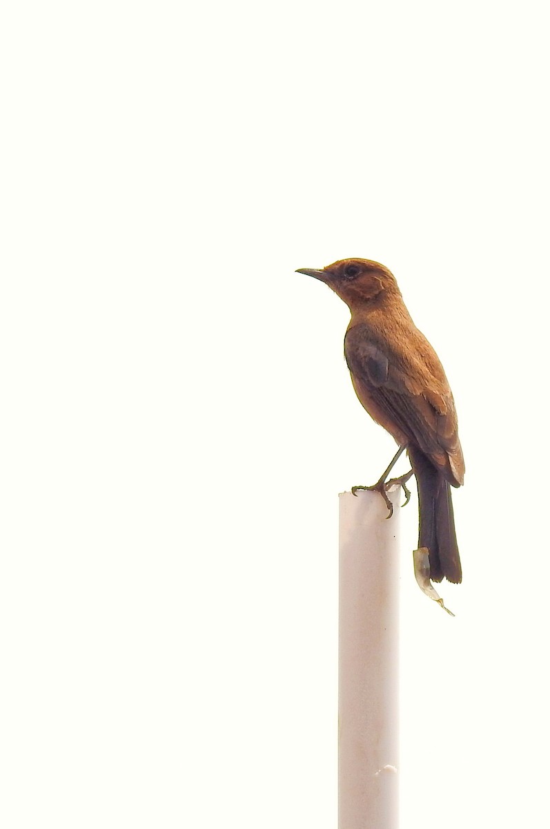 Brown Rock Chat - ML632478986