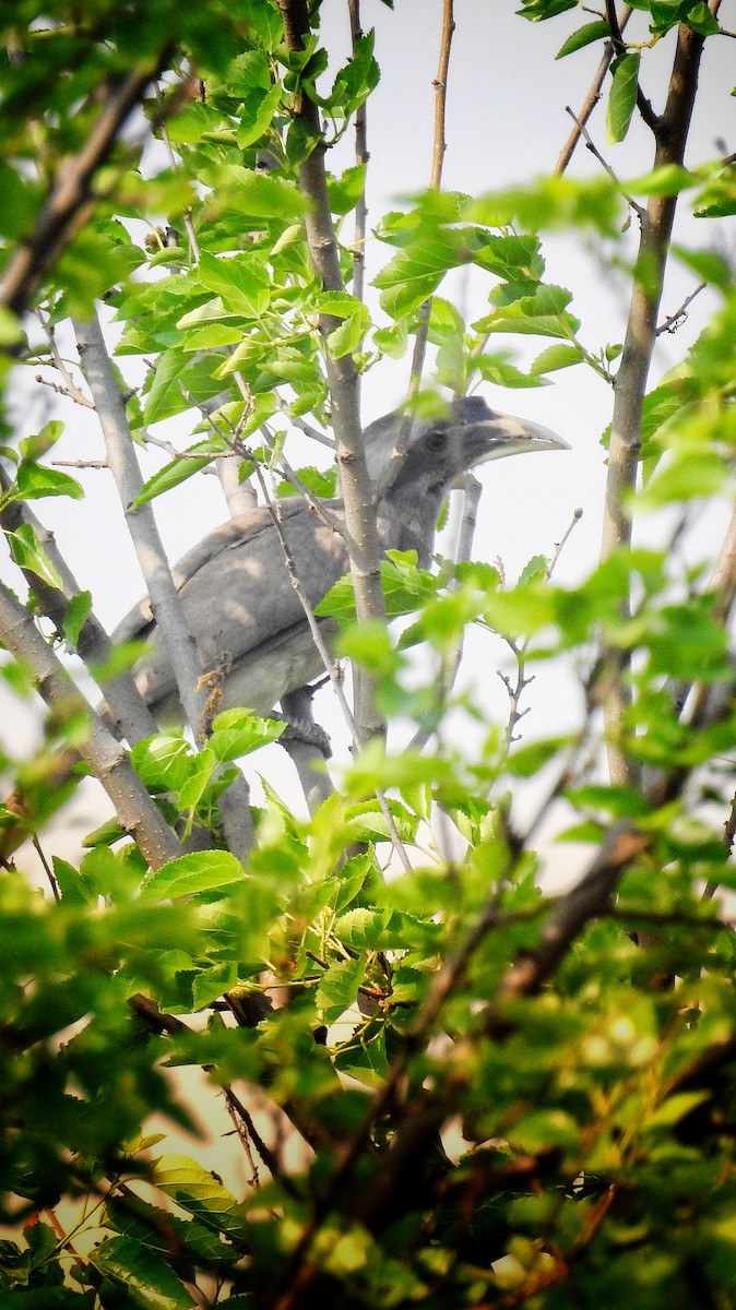 zoborožec klínoocasý - ML632479051