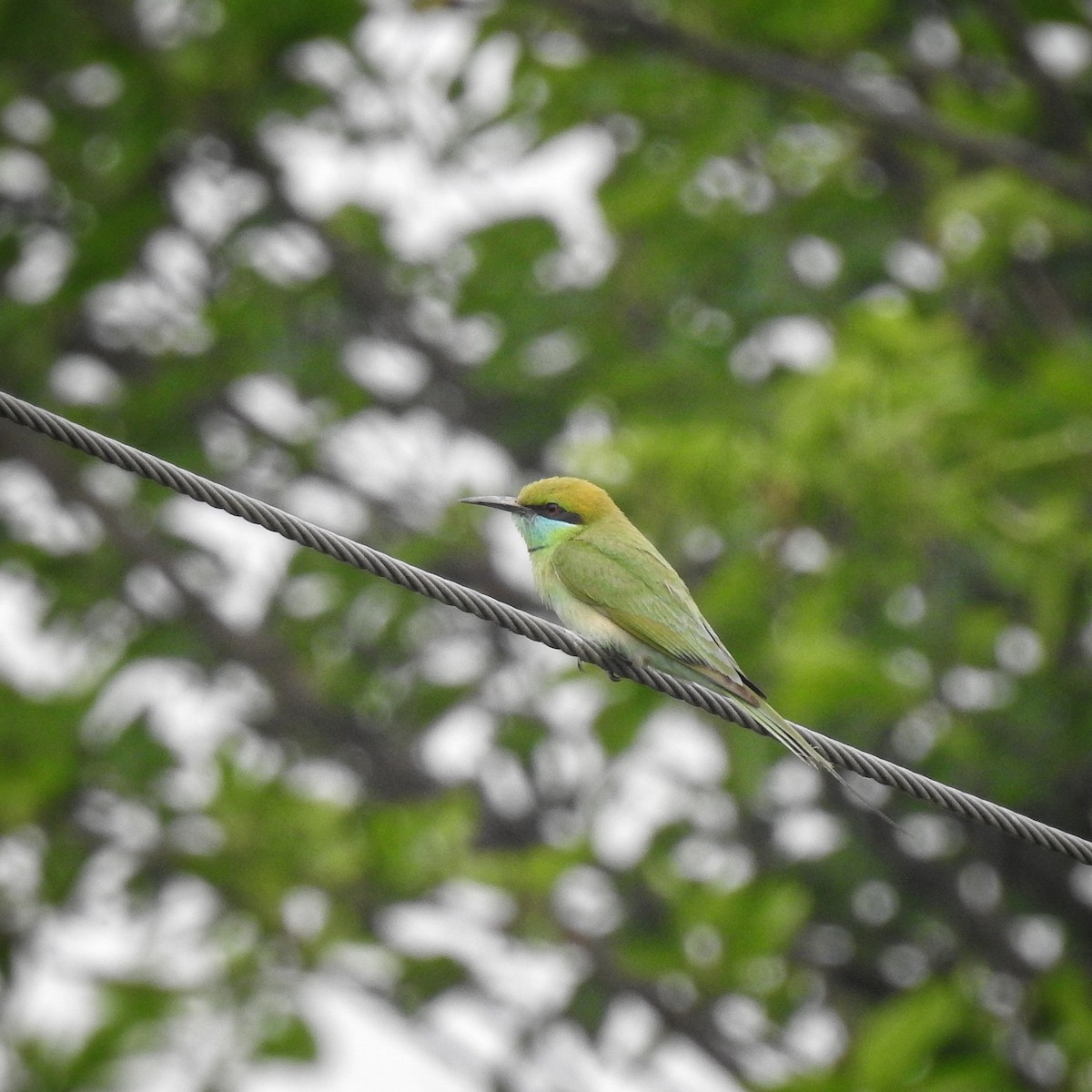 vlha indická - ML632479052