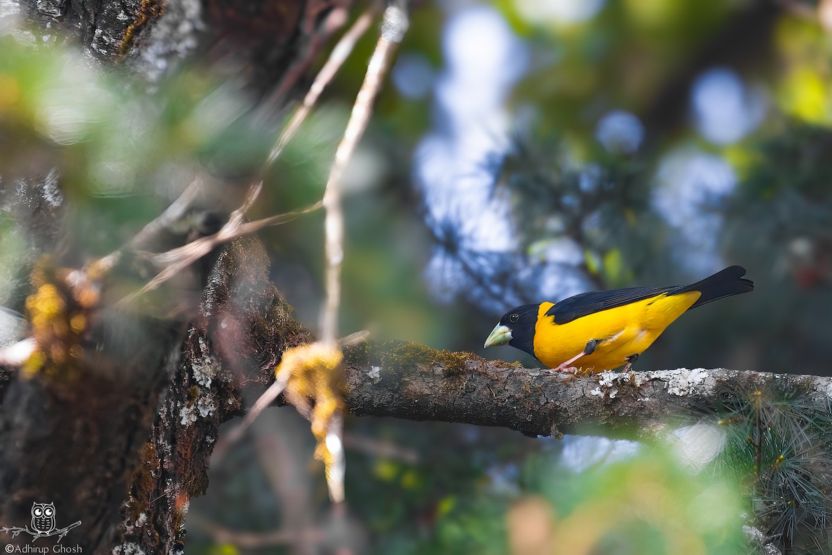 Black-and-yellow Grosbeak - ML632479662
