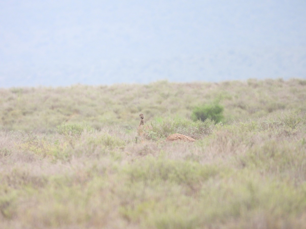 Karoo Bustard - ML632479822
