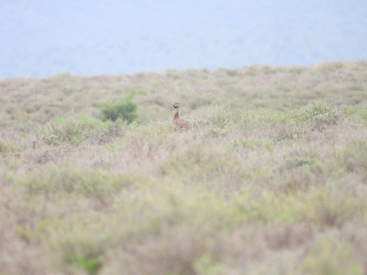 Karoo Bustard - ML632479823