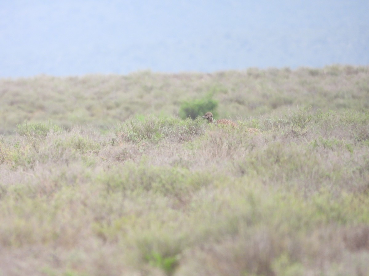 Karoo Bustard - ML632479824