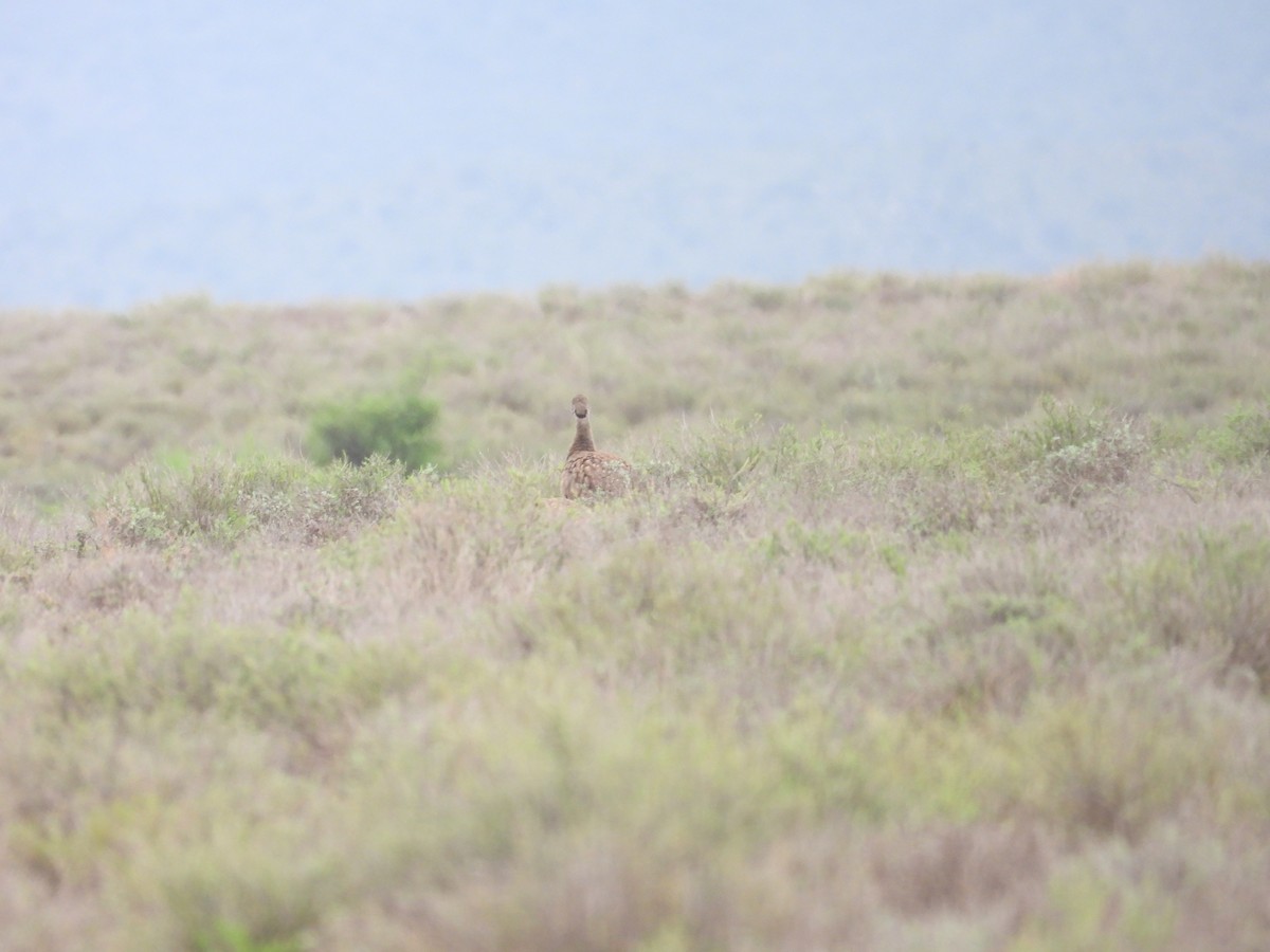 Karoo Bustard - ML632479825