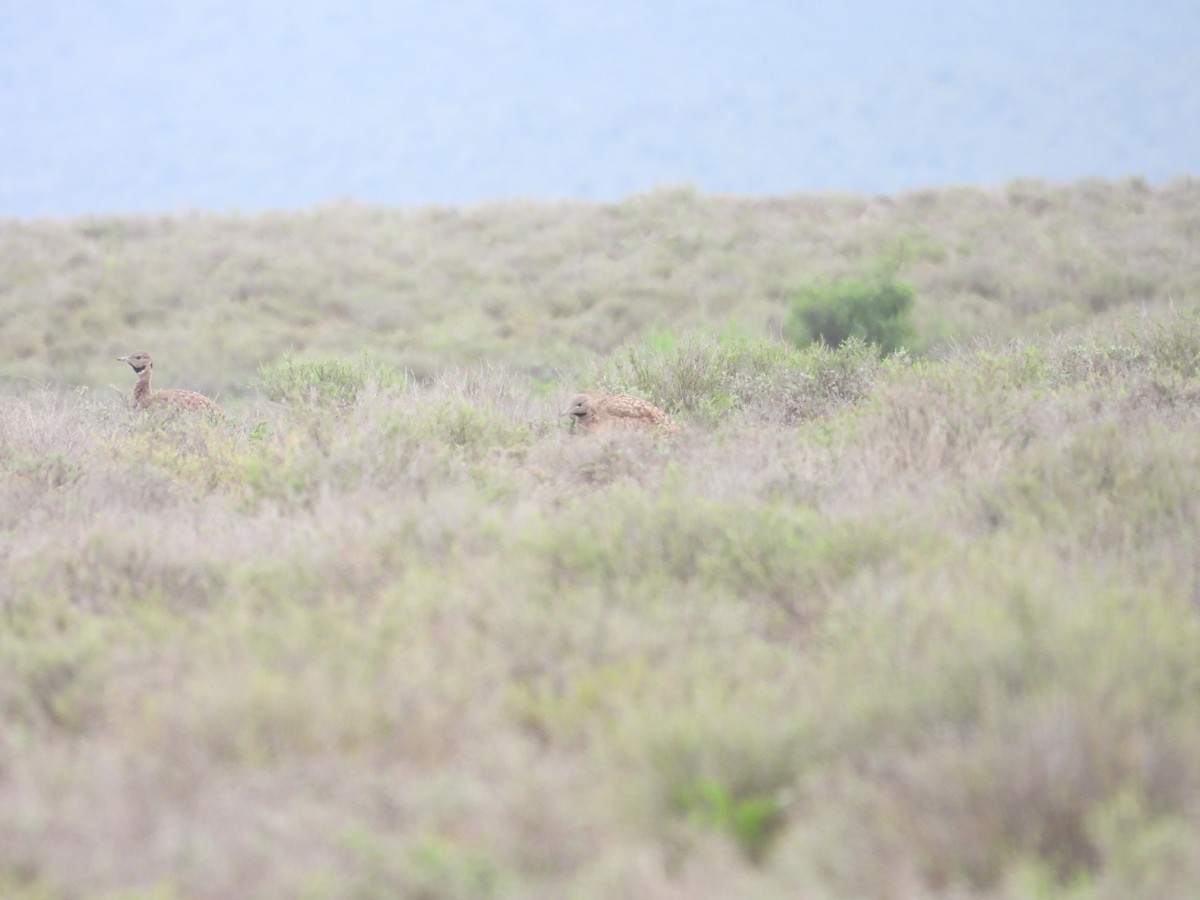 Karoo Bustard - ML632479826