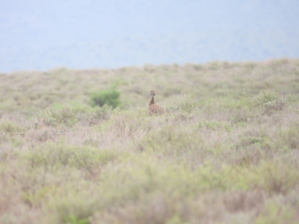 Karoo Bustard - ML632479827