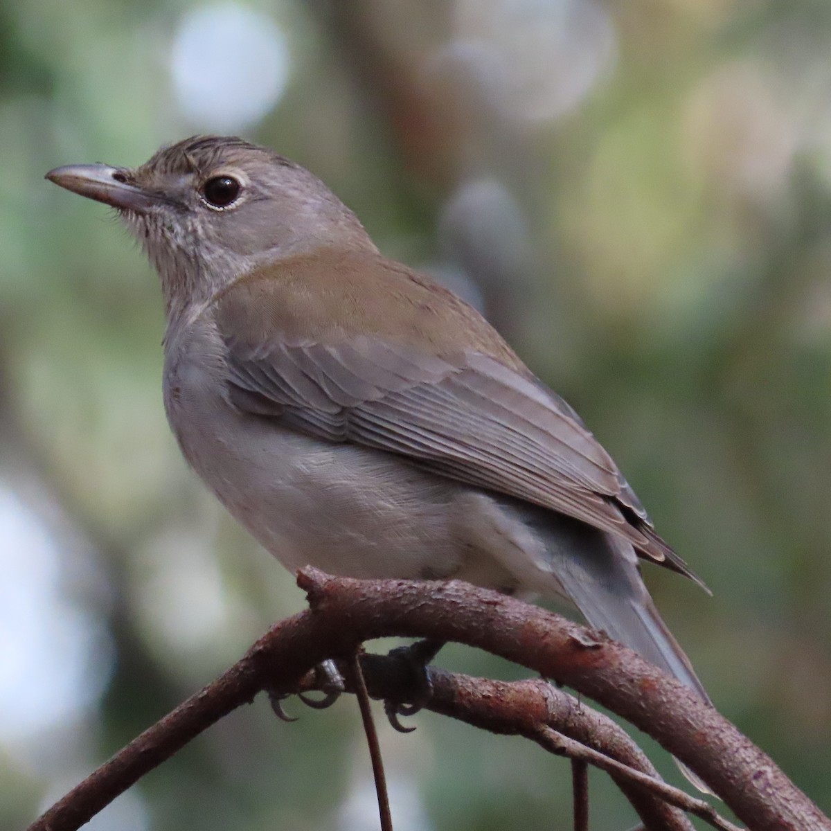 Gray Shrikethrush - ML632480165
