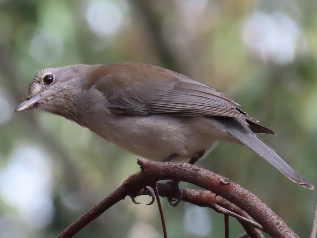 Gray Shrikethrush - ML632480166