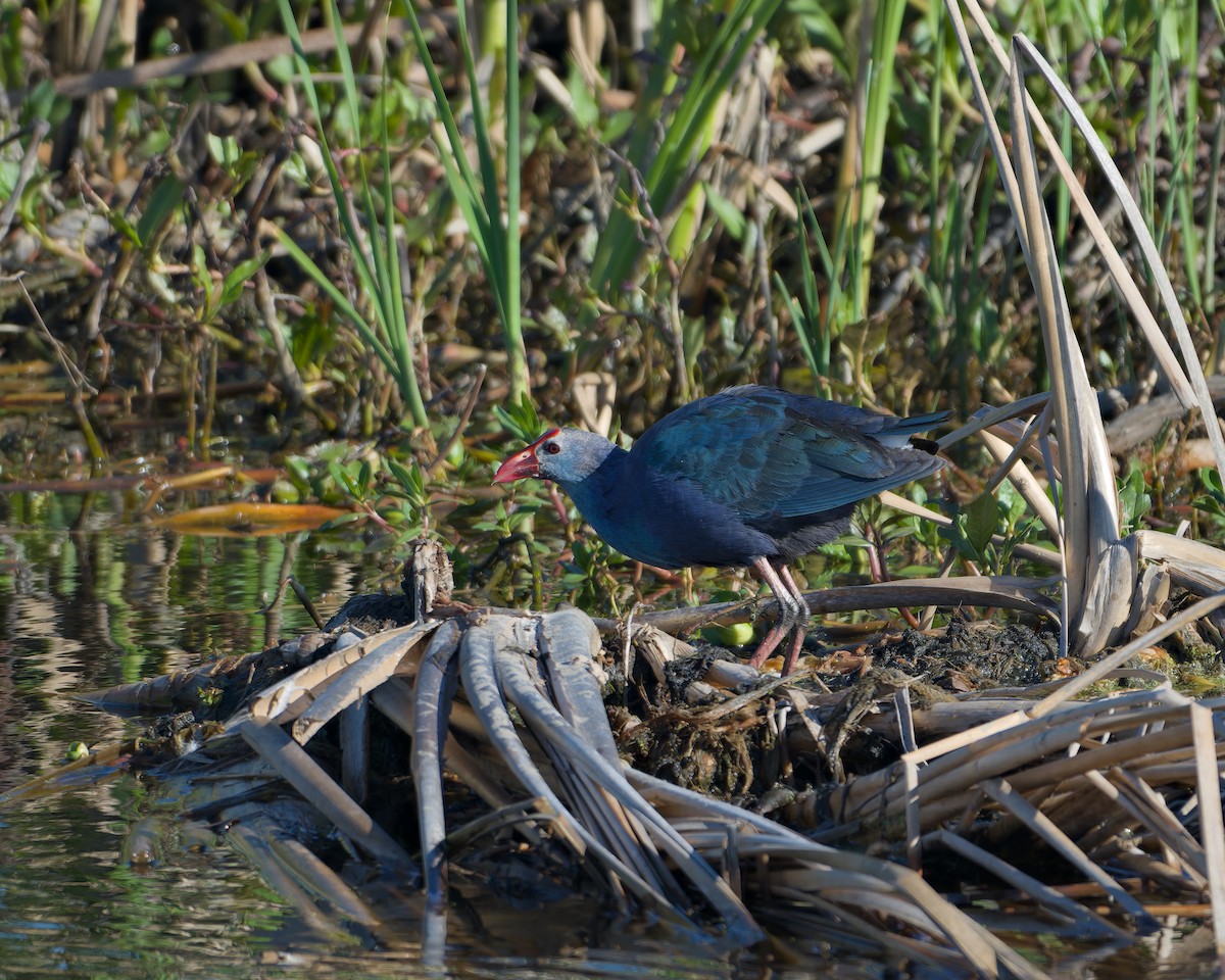 slípka šedohlavá - ML632480591