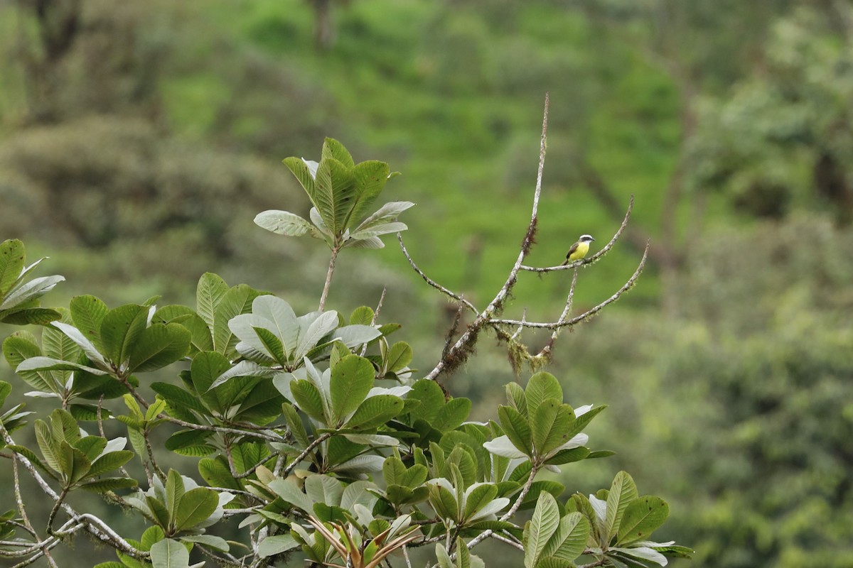 Tyran de Cayenne - ML632480825