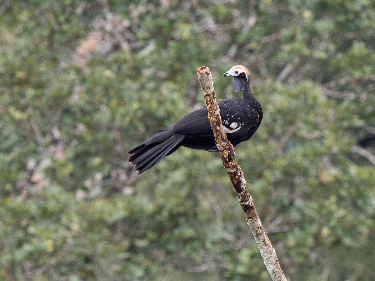 Blue-throated Piping-Guan - ML632480847