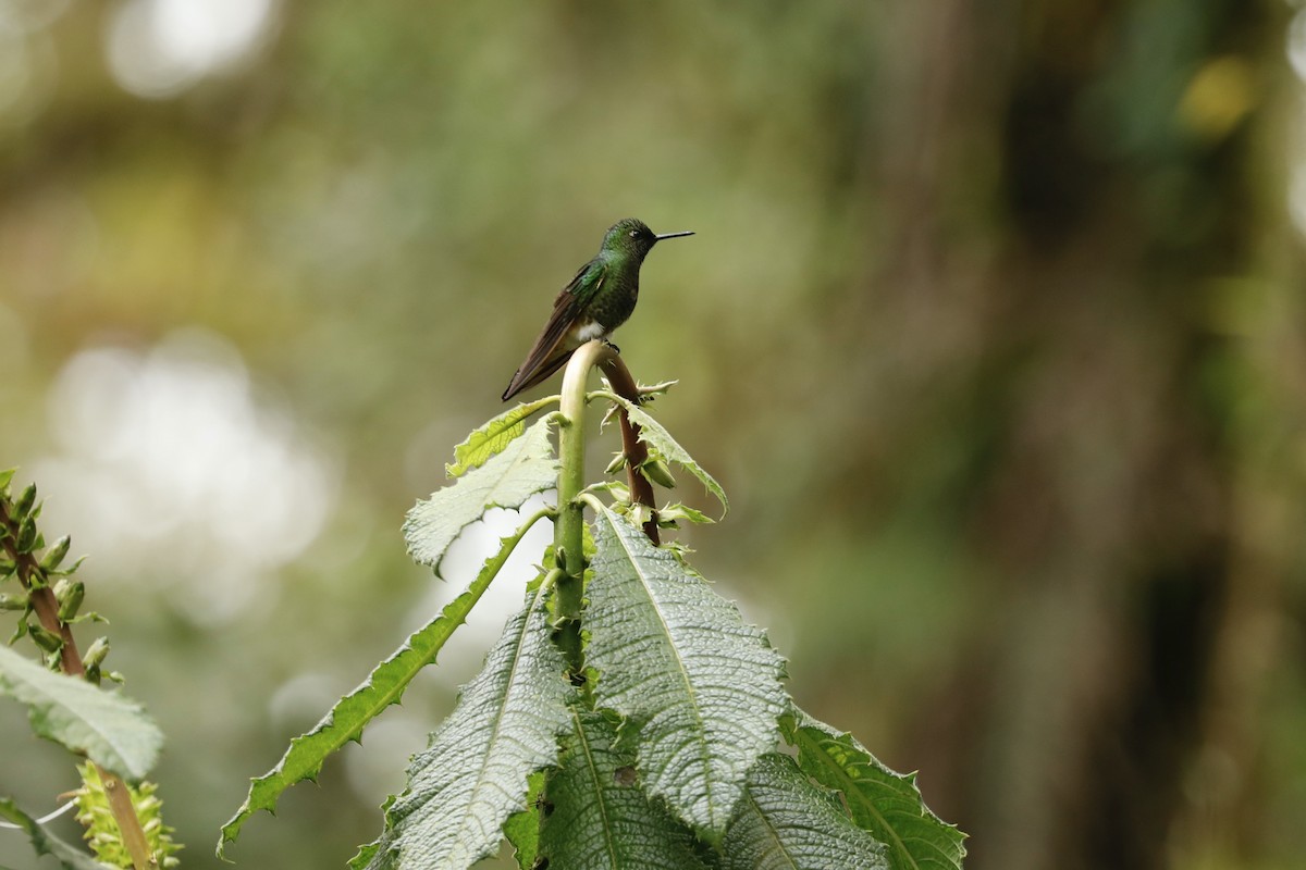 Colibri flavescent - ML632480920
