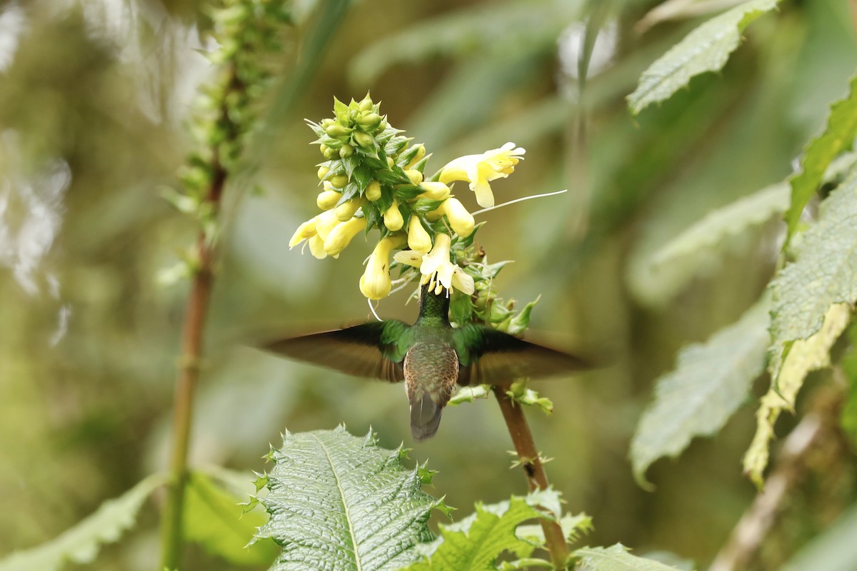 Colibri flavescent - ML632480931