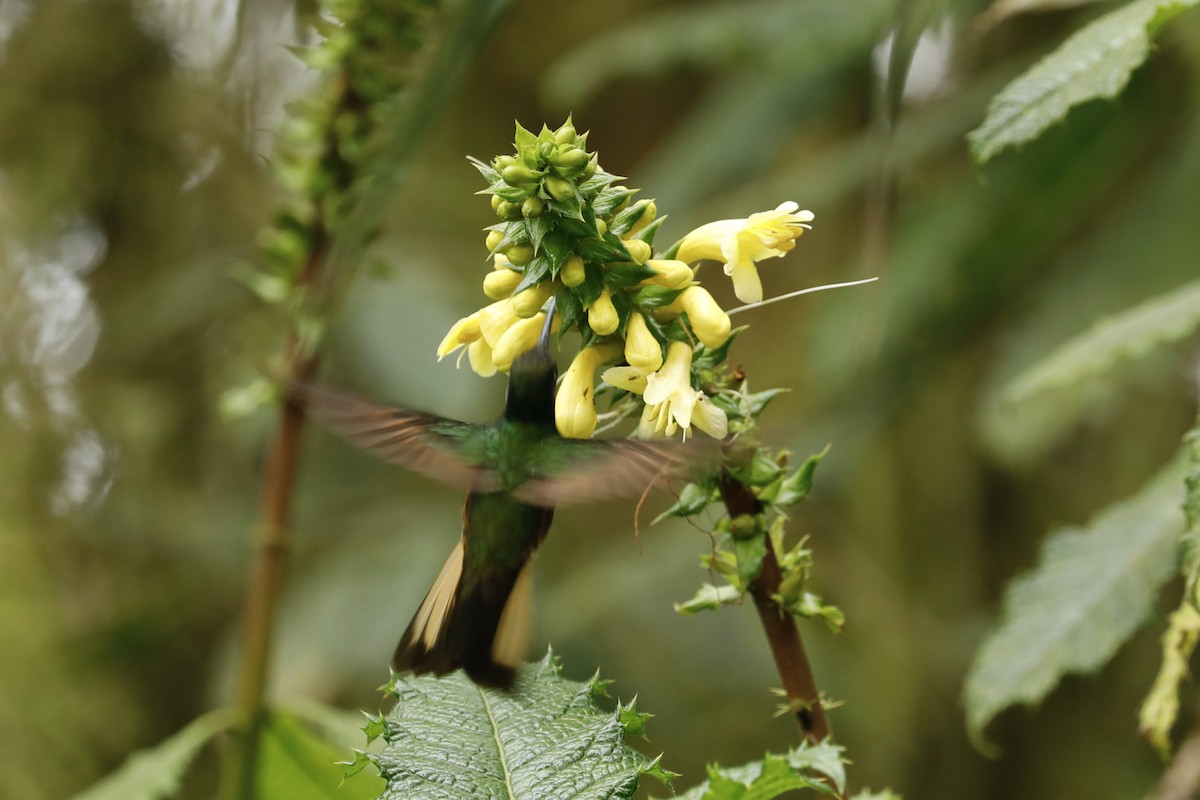 Colibri flavescent - ML632480932