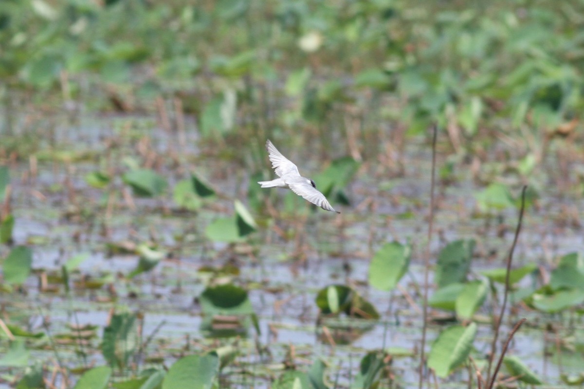 Whiskered Tern - ML632481037