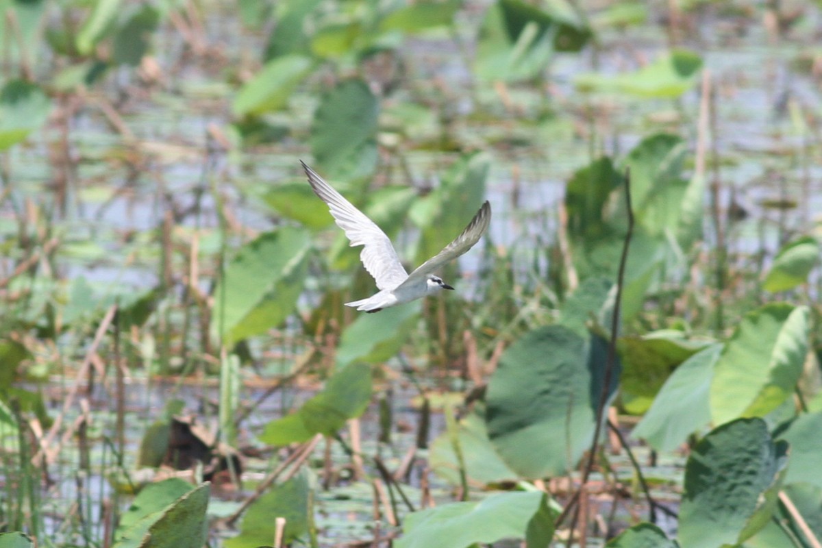 Whiskered Tern - ML632481038