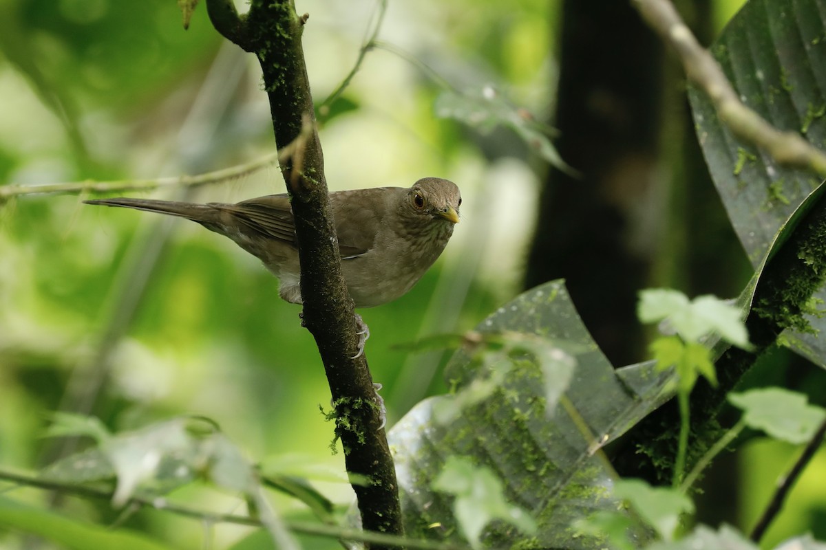 Ecuadorian Thrush - ML632481048