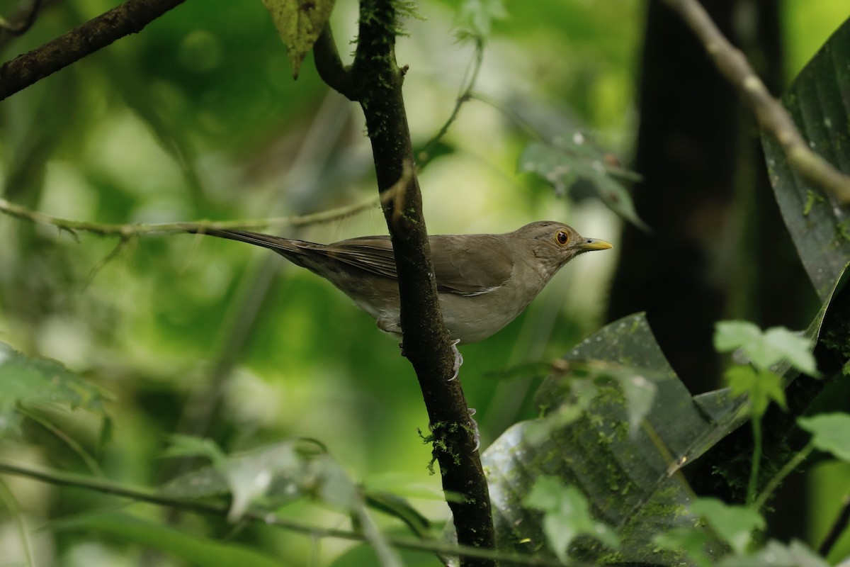 Ecuadorian Thrush - ML632481049