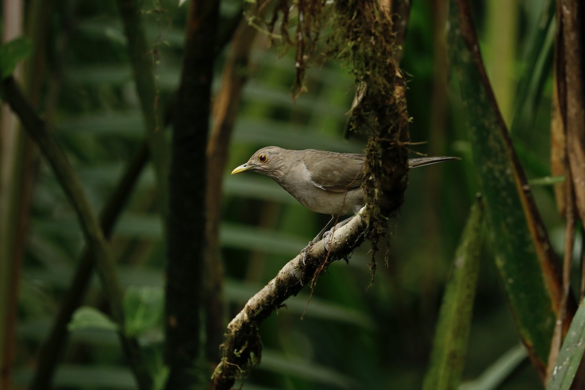 Ecuadorian Thrush - ML632481096