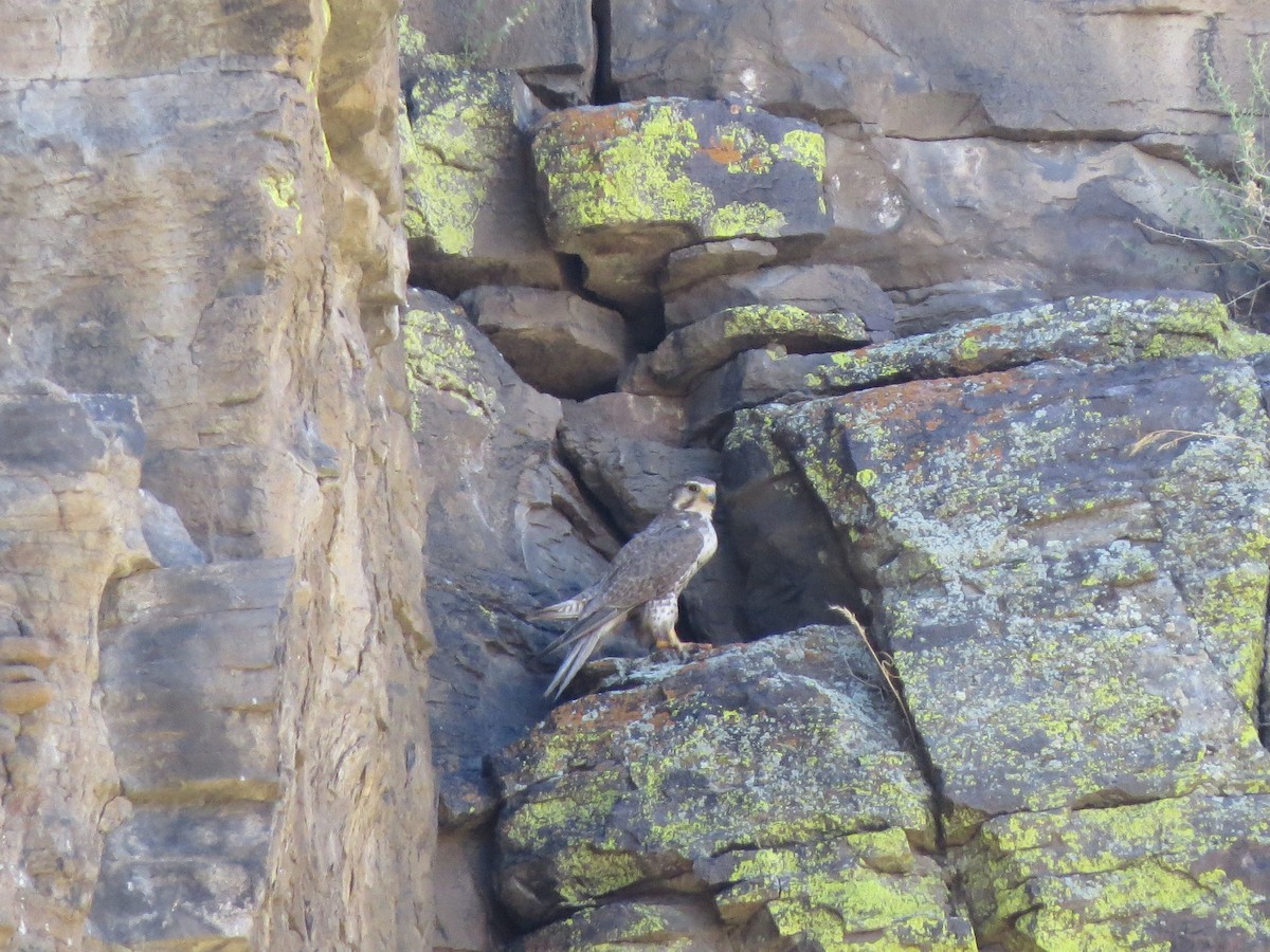 Prairie Falcon - Garth Harwood