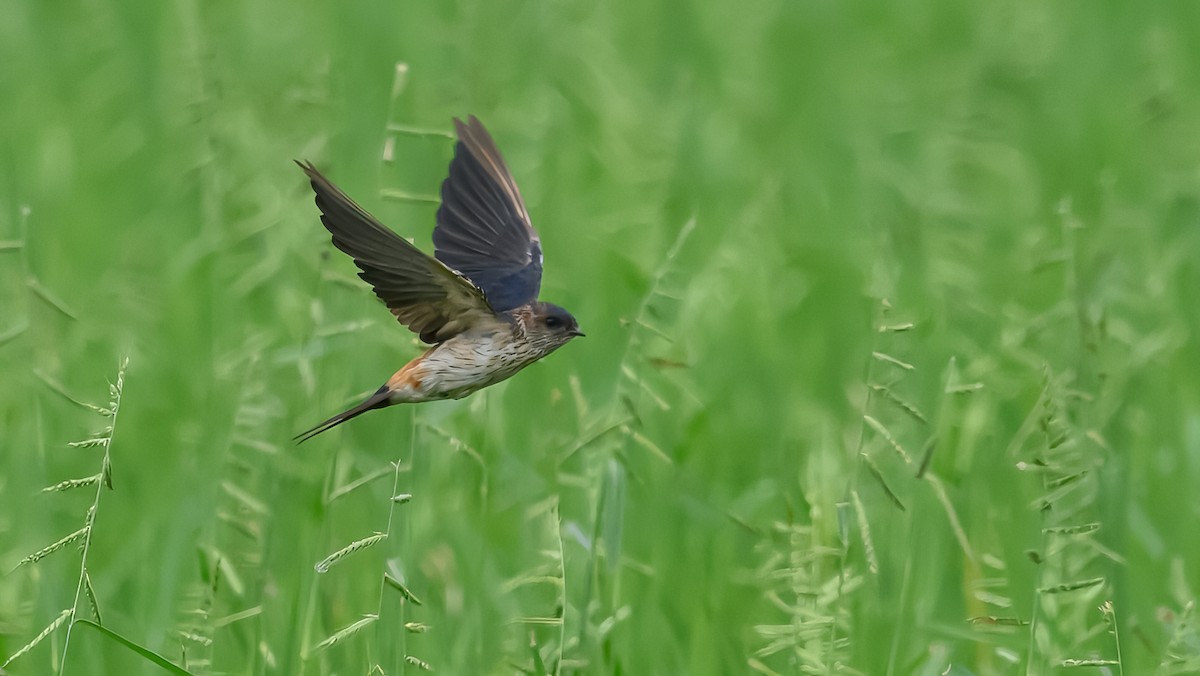 東方金腰燕 - ML632481136