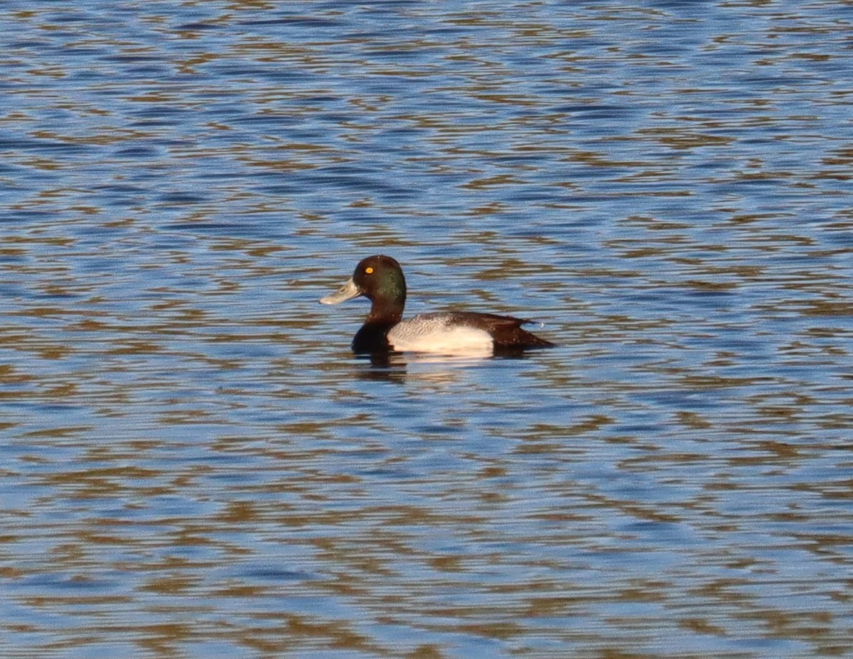 Greater Scaup - ML632481169