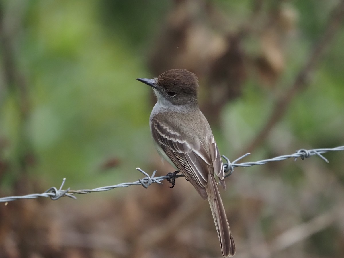 La Sagra's Flycatcher - ML632481258