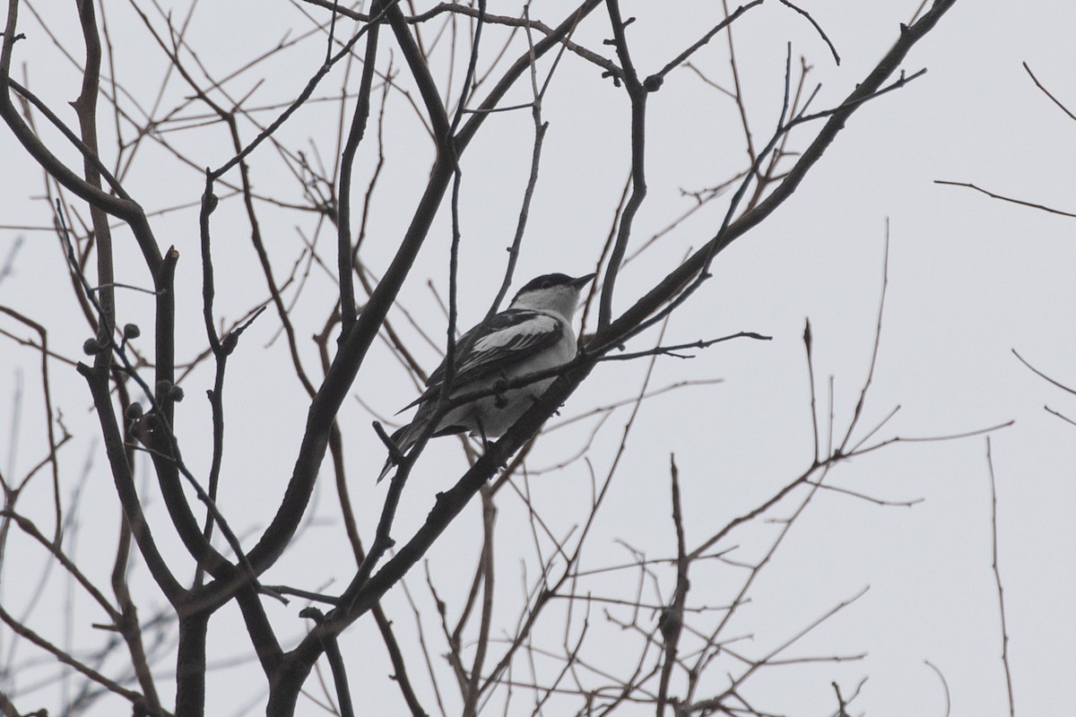 White-winged Triller - ML632481320