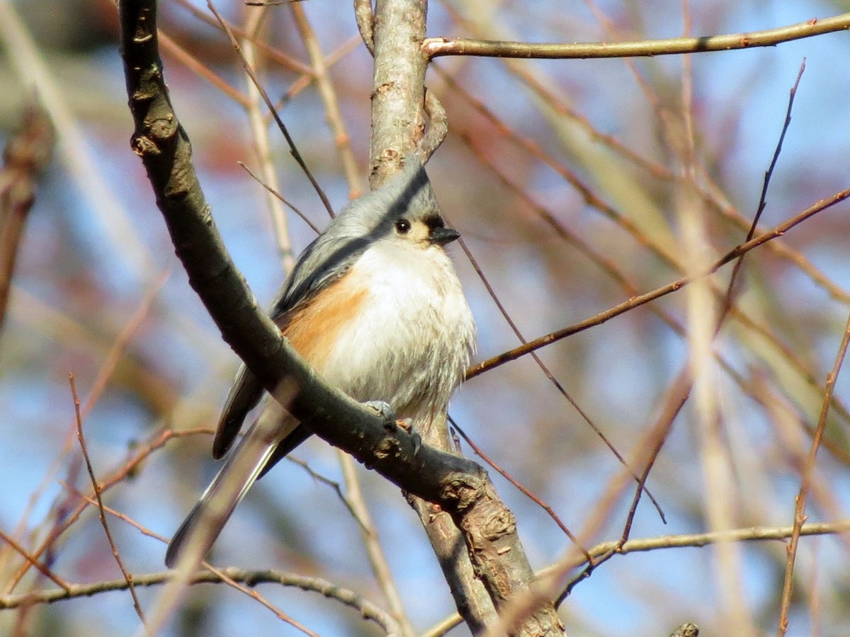 Tufted Titmouse - ML632481398