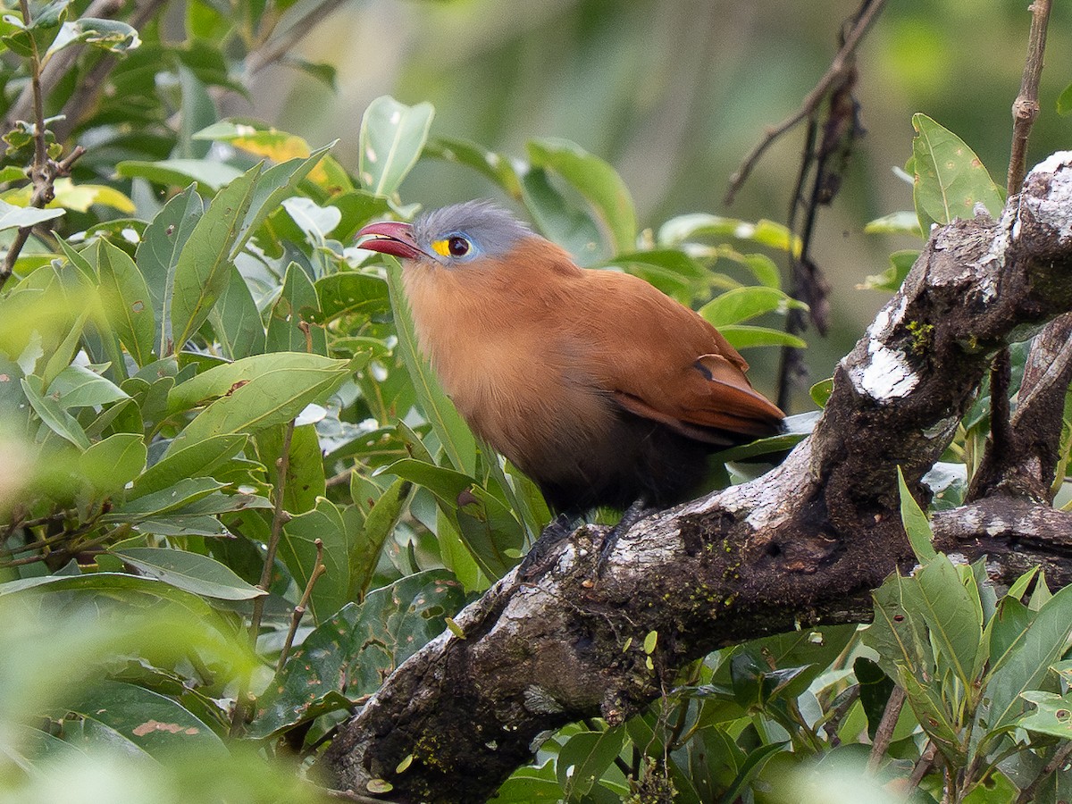 Black-bellied Cuckoo - ML632481443