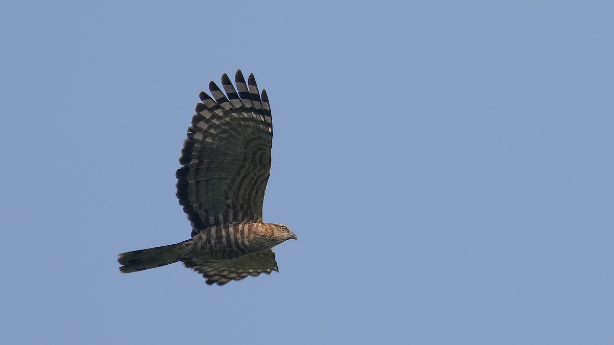 Jerdon's Baza - ML632481444