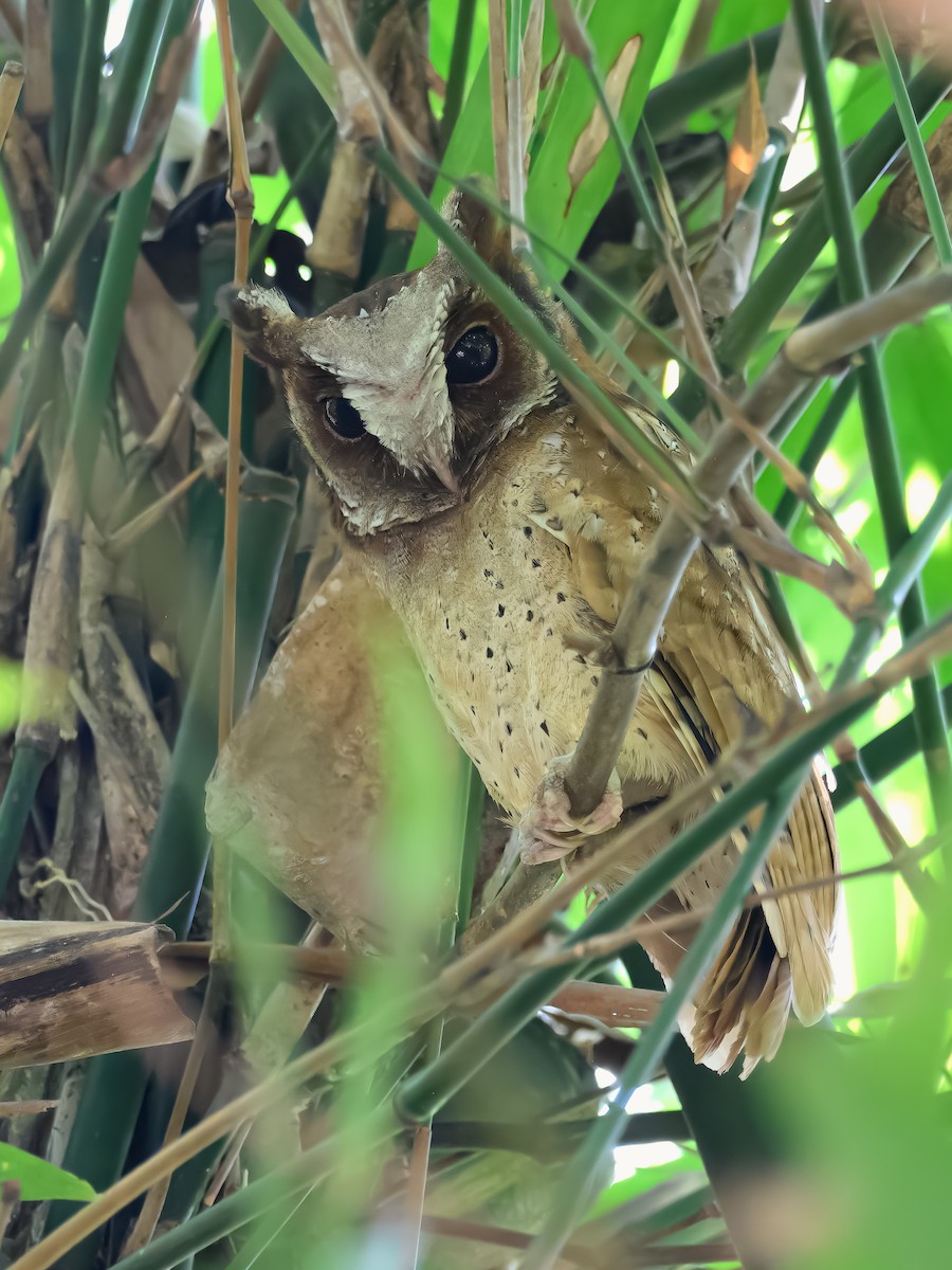 White-fronted Scops-Owl - ML632481453