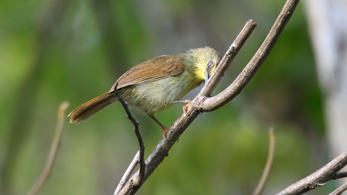 Pin-striped Tit-Babbler - ML632481458