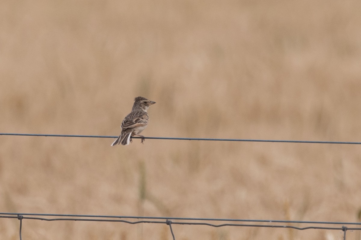Singing Bushlark (Australasian) - ML632481533