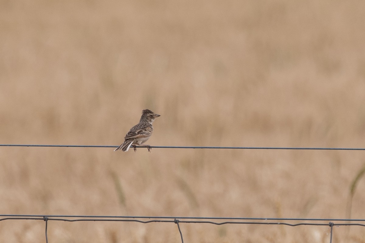 Singing Bushlark (Australasian) - ML632481534