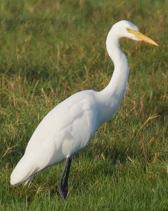 Yellow-billed/Medium Egret - ML632481577