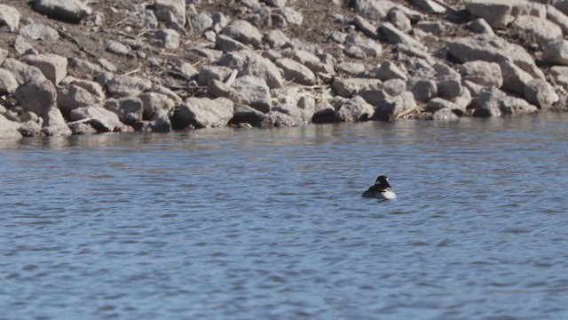 Bufflehead - ML632481694