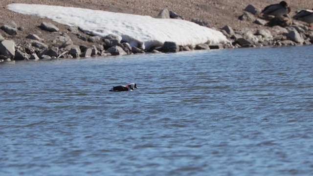 Bufflehead - ML632481714