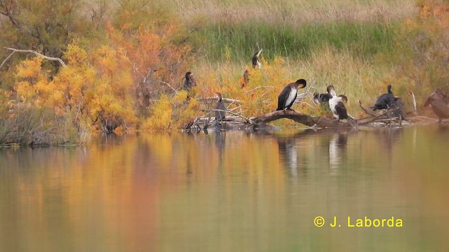 Great Cormorant - ML632481720