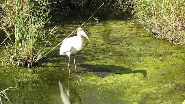 Wood Stork - ML632481770