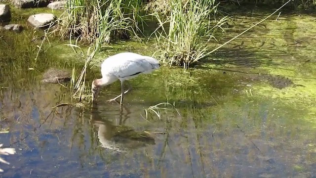 Wood Stork - ML632481791