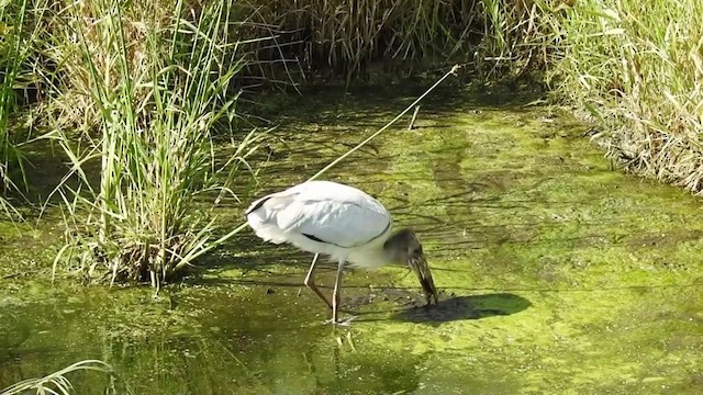 Wood Stork - ML632481807