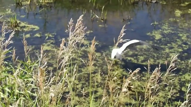 Wood Stork - ML632481843