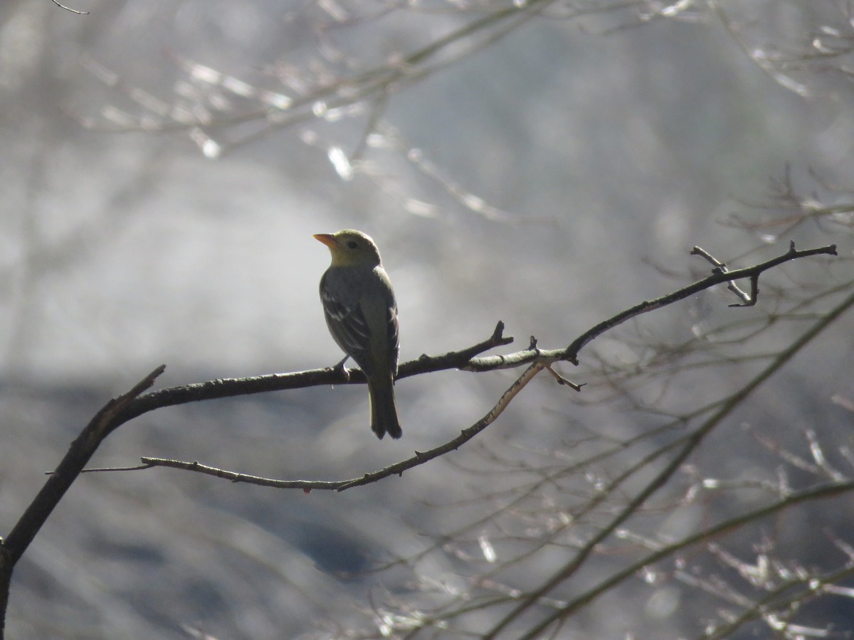 Western Tanager - ML632481904