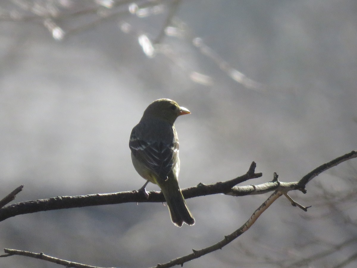 Western Tanager - ML632481907